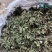 蛤蟆草雪见草癞蛤蟆草青蛙草皱皮草荔枝草