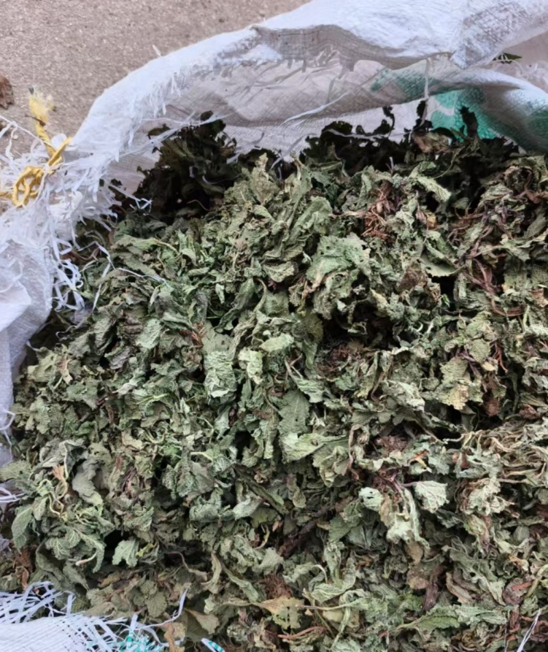 蛤蟆草雪见草癞蛤蟆草青蛙草皱皮草荔枝草