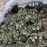 蛤蟆草雪见草癞蛤蟆草青蛙草皱皮草荔枝草