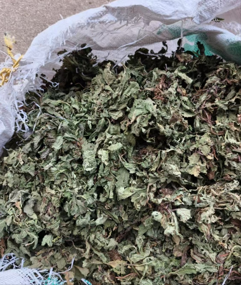蛤蟆草雪见草癞蛤蟆草青蛙草皱皮草荔枝草