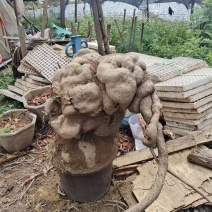 特大山乌龟，盆栽，镇宅美观，现货现讲。欢欢关注，1111