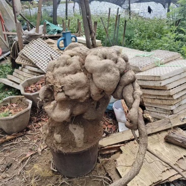 特大山乌龟，盆栽，镇宅美观，现货现讲。欢欢关注，1111