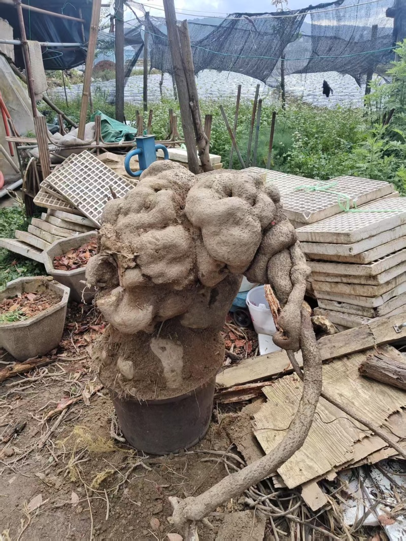 特大山乌龟，盆栽，镇宅美观，现货现讲。欢欢关注，1111
