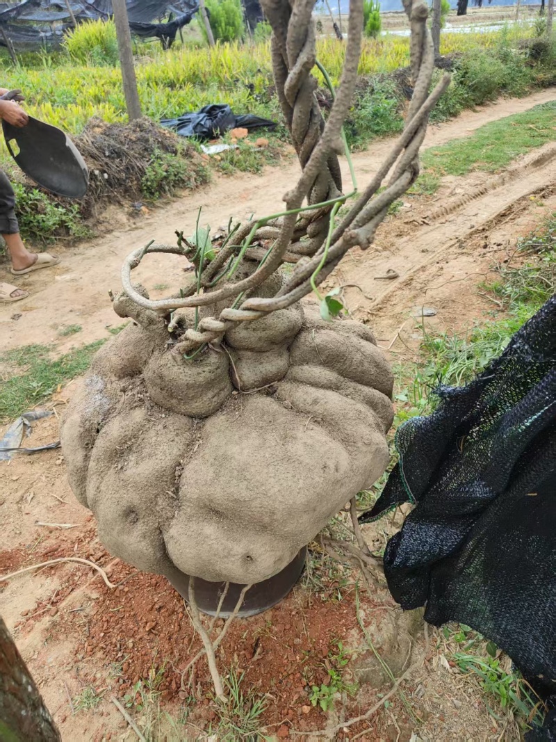 特大山乌龟，盆栽，镇宅美观，现货现讲。欢欢关注，1111