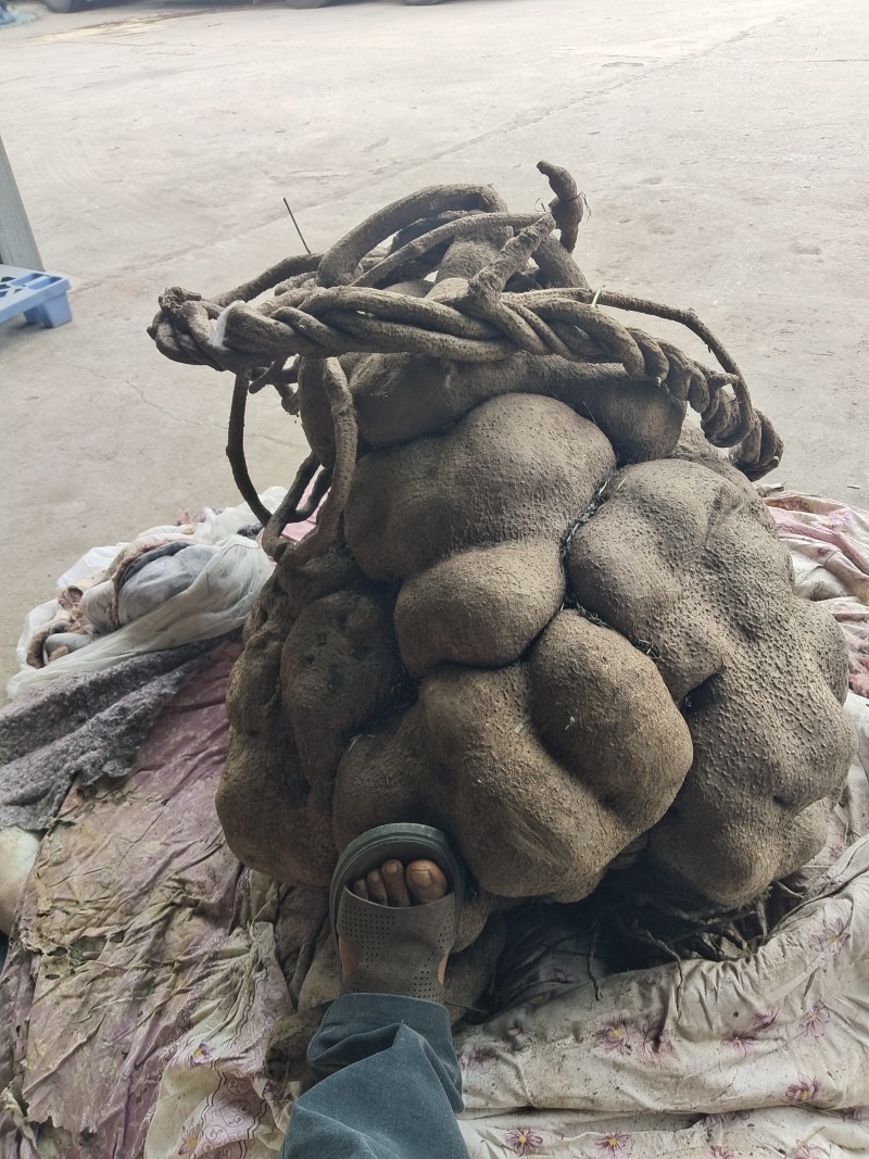 特大山乌龟，盆栽，镇宅美观，现货现讲。欢欢关注，1111