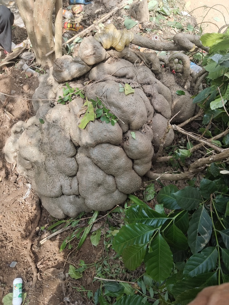特大山乌龟，盆栽，镇宅美观，现货现讲。欢欢关注，1111