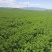 一茬苜蓿草一手货源质量保证量大从优价格优惠欢迎联系