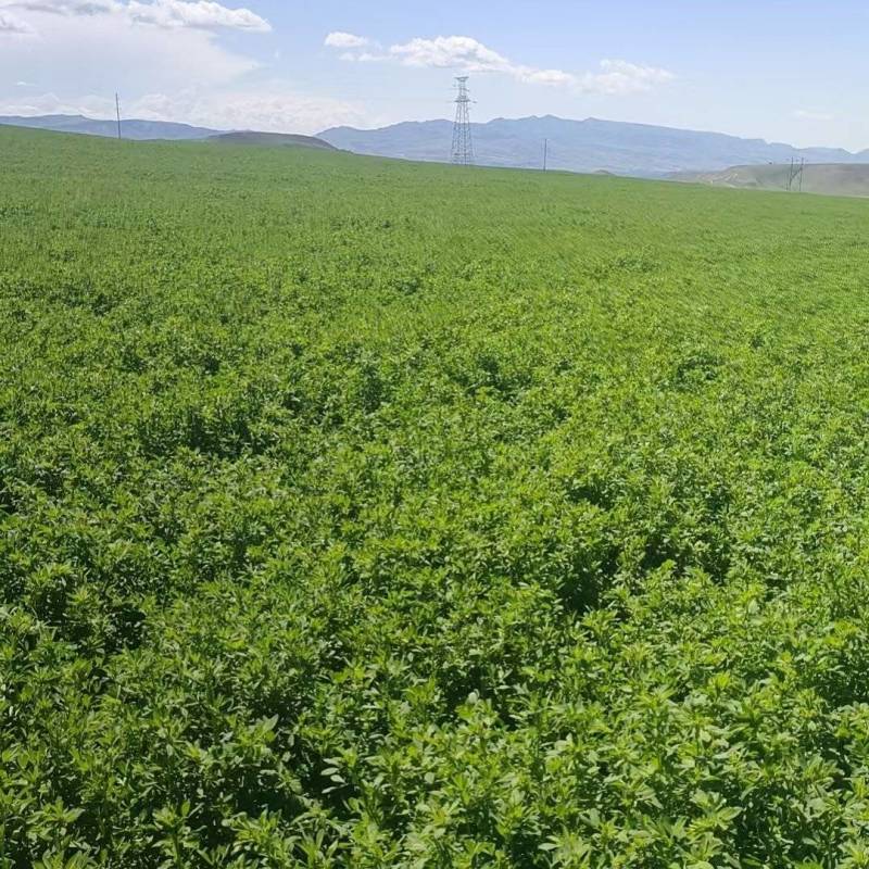 一茬苜蓿草一手货源质量保证量大从优价格优惠欢迎联系
