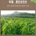 中药材500克地虫草竹节参泽兰根