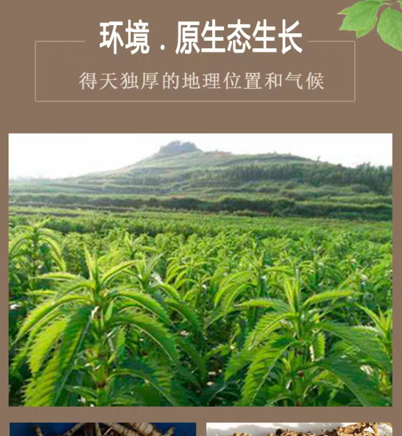 中药材500克地虫草竹节参泽兰根