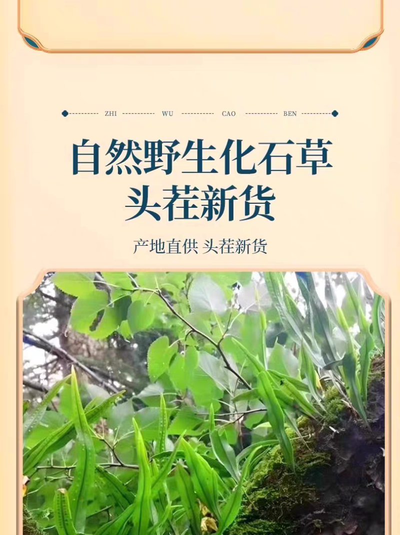 包邮）长白山化石草500g成成男人的福利