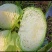 四川多途莲花白扁包菜，量大，欢迎订购