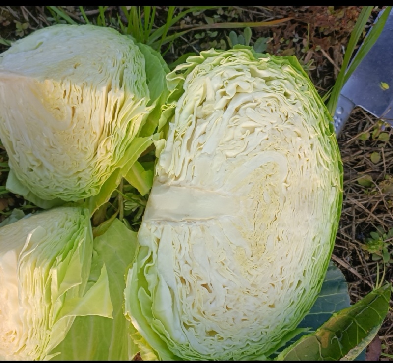 四川多途莲花白扁包菜，量大，欢迎订购