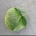 四川多途莲花白扁包菜，量大，欢迎订购