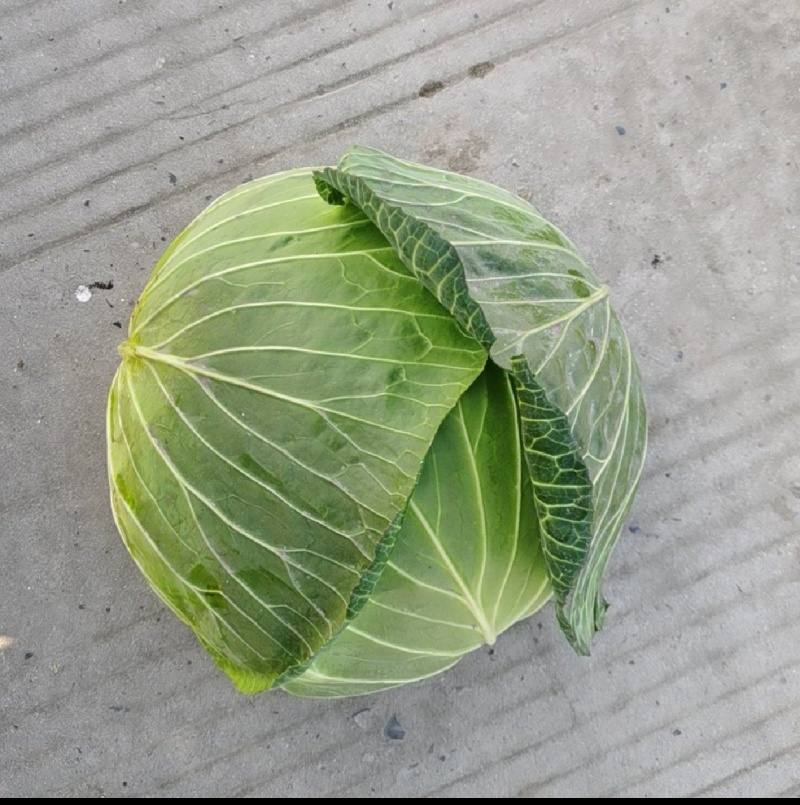 四川多途莲花白扁包菜，量大，欢迎订购