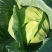 四川多途莲花白扁包菜，量大，欢迎订购