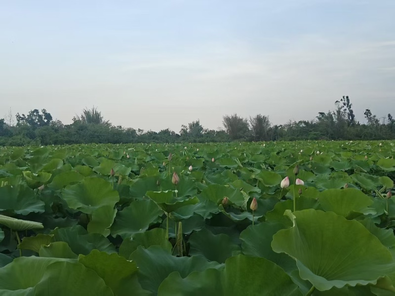 海南新鲜荷叶基地直供大量上市供货中，原产地供应全国
