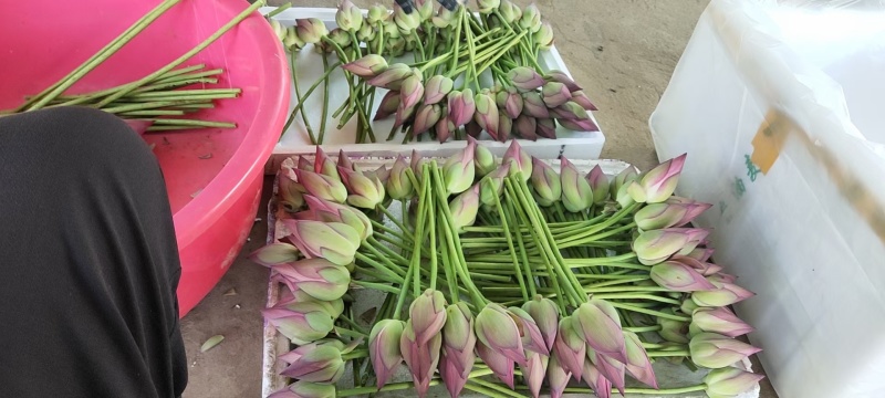 新鲜荷叶基地直供大量上市供货中新鲜荷花一起发货