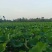 新鲜荷叶基地直供大量上市供货中新鲜荷花一起发货