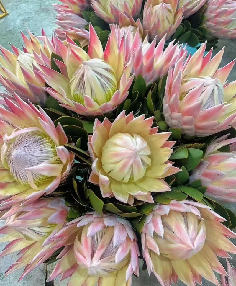 云南大花重瓣绣球花苗无尽夏八仙花种苗变色花鲜花盆栽四季