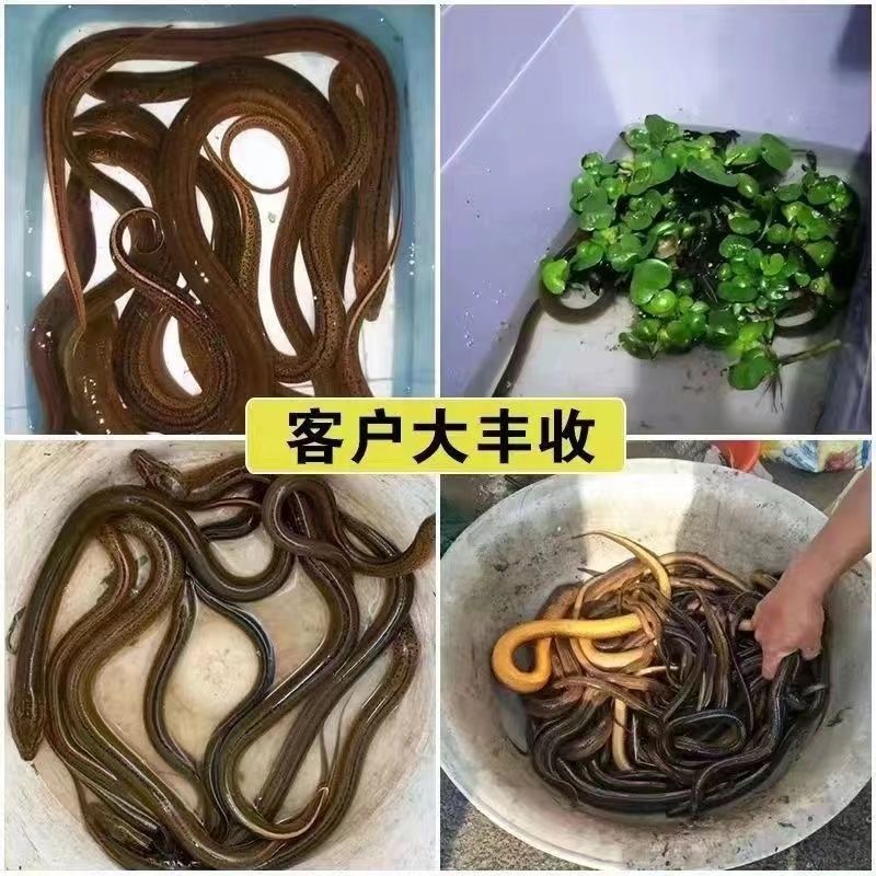 黄鳝笼子一字口黄鳝笼精品抓鳝鱼网泥鳅笼塑料倒须喇叭型捕鳝