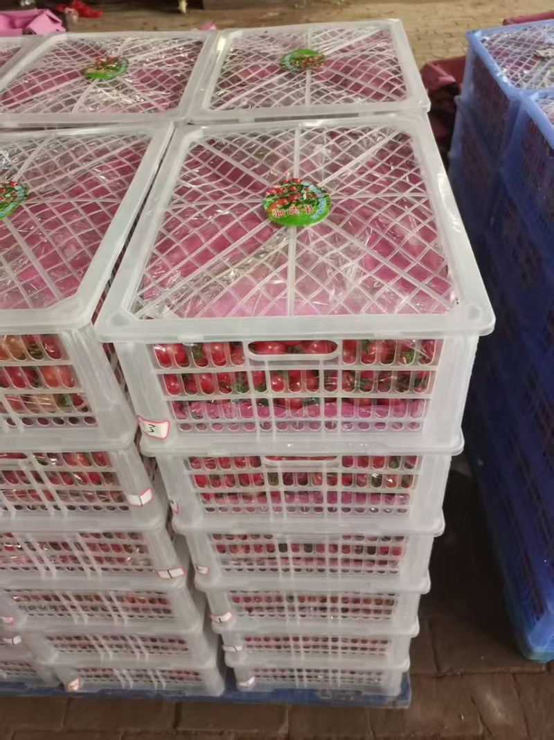 河南滑县千禧圣女果外贸果电商果商品果一站式采购。