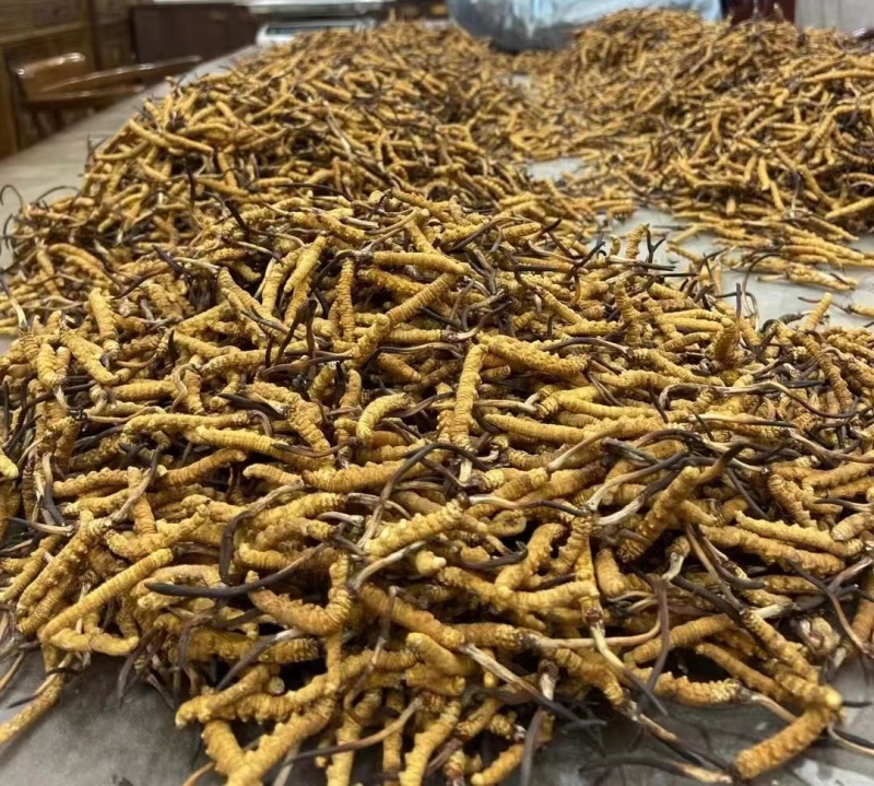 冬虫夏草质量保证支持视频看货选货欢迎来电