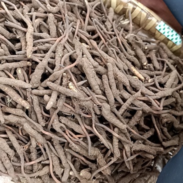 冬虫夏草质量保证支持视频看货选货欢迎来电