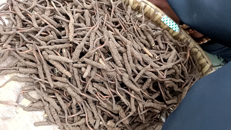 冬虫夏草质量保证支持视频看货选货欢迎来电