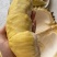金枕榴莲一手批发价格，a果保5房，坏果包赔，货到付款