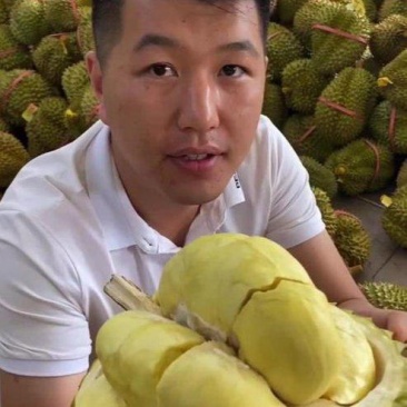 金枕榴莲一手批发价格，a果保5房，坏果包赔，货到付款