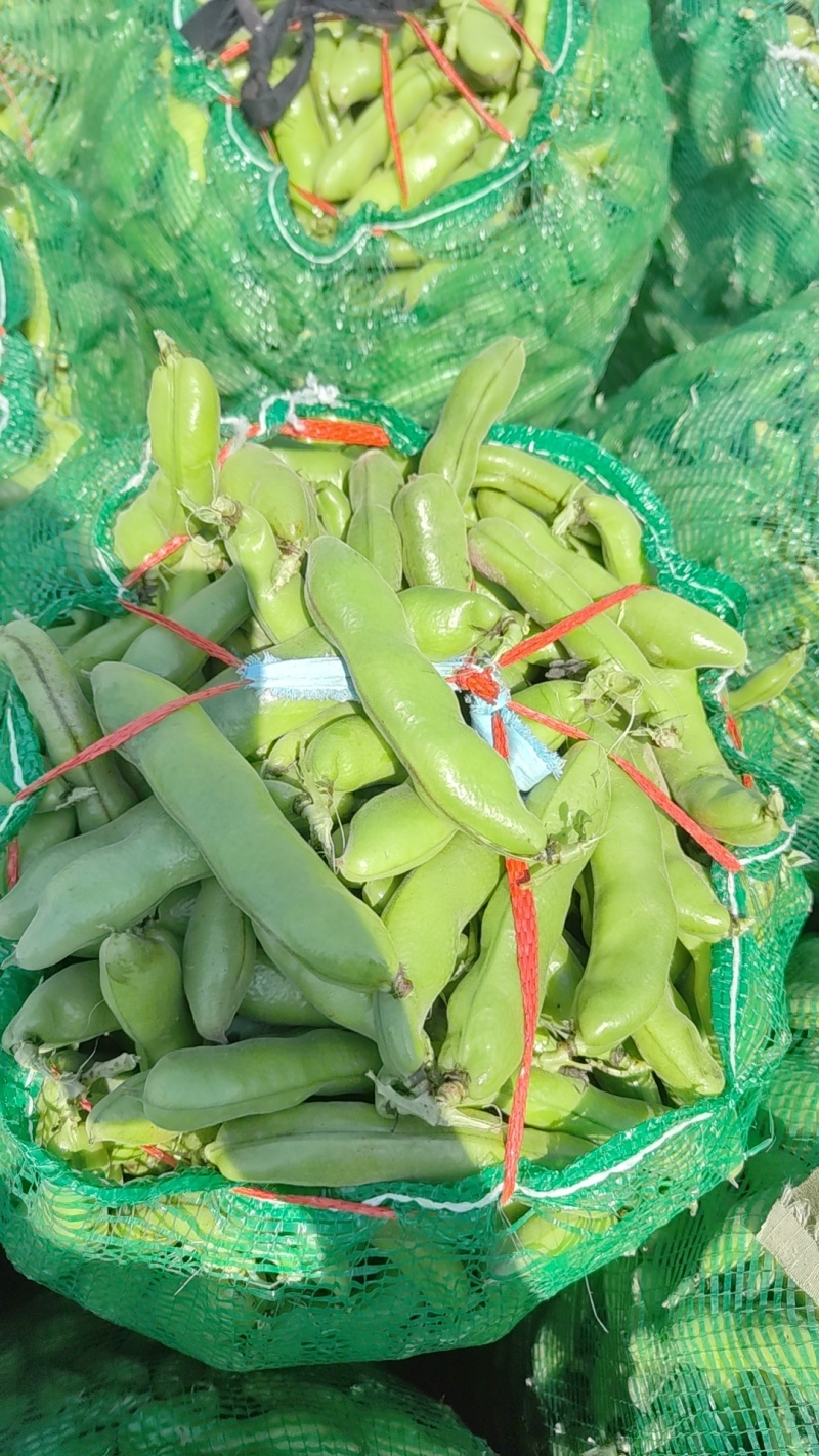 江苏大蚕豆，电商货精品货都有，长期供应都是大白玉，大版豆