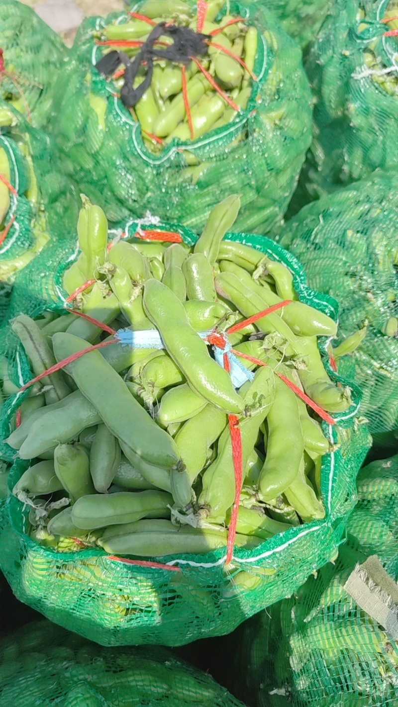 江苏大蚕豆，电商货精品货都有，长期供应都是大白玉，大版豆