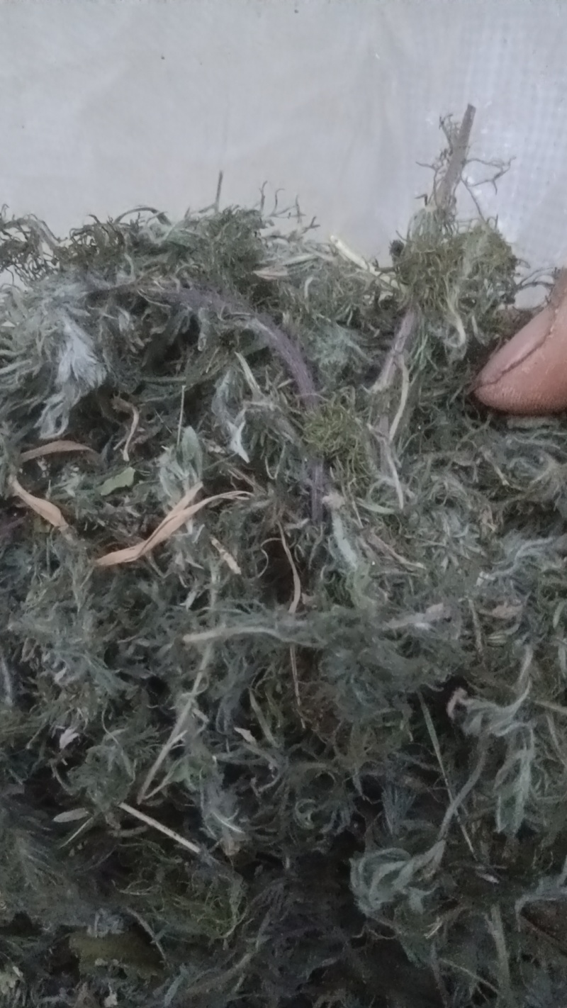 新货全青野生车前草，新货车前草，车前草。