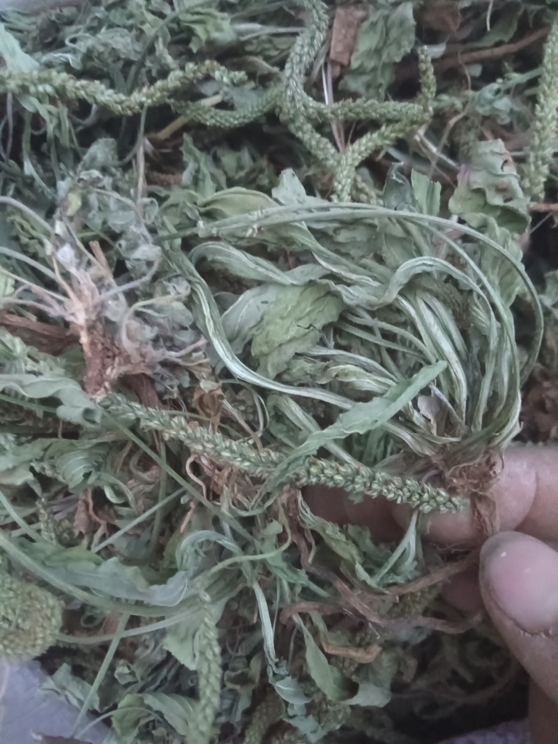 新货全青野生车前草，新货车前草，车前草。