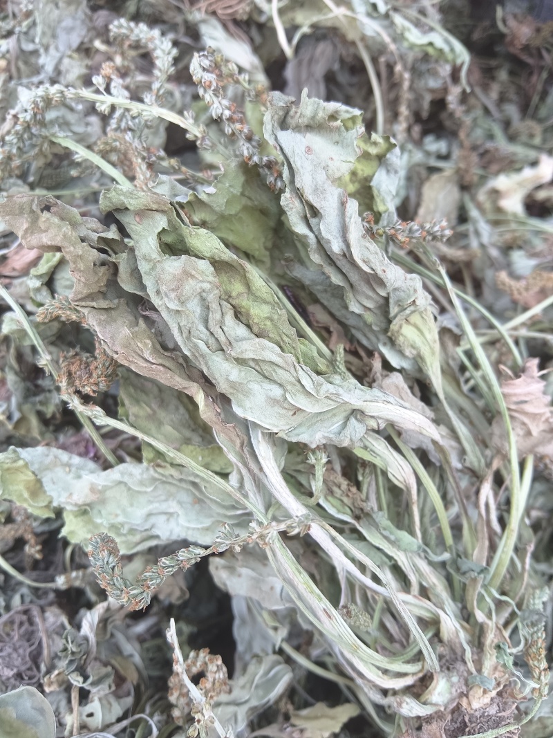 新货全青野生车前草，新货车前草，车前草。