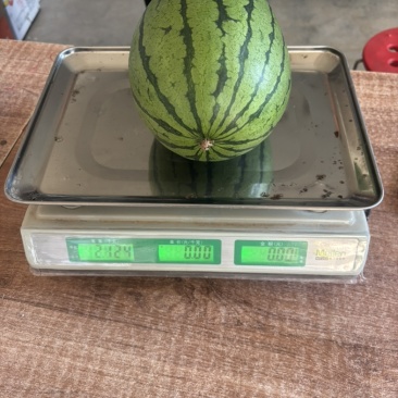 河北保定手掰瓜，小糖丸，2K、冰糖子，大量有货