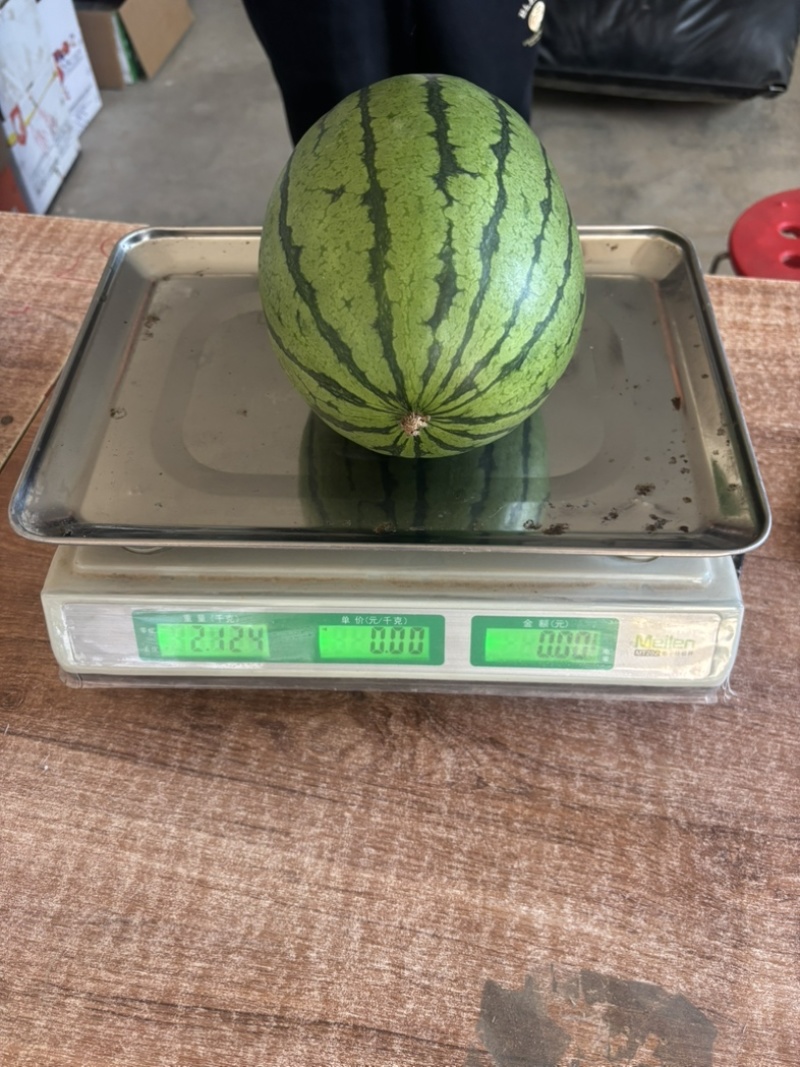 河北保定手掰瓜，小糖丸，2K、冰糖子，大量有货