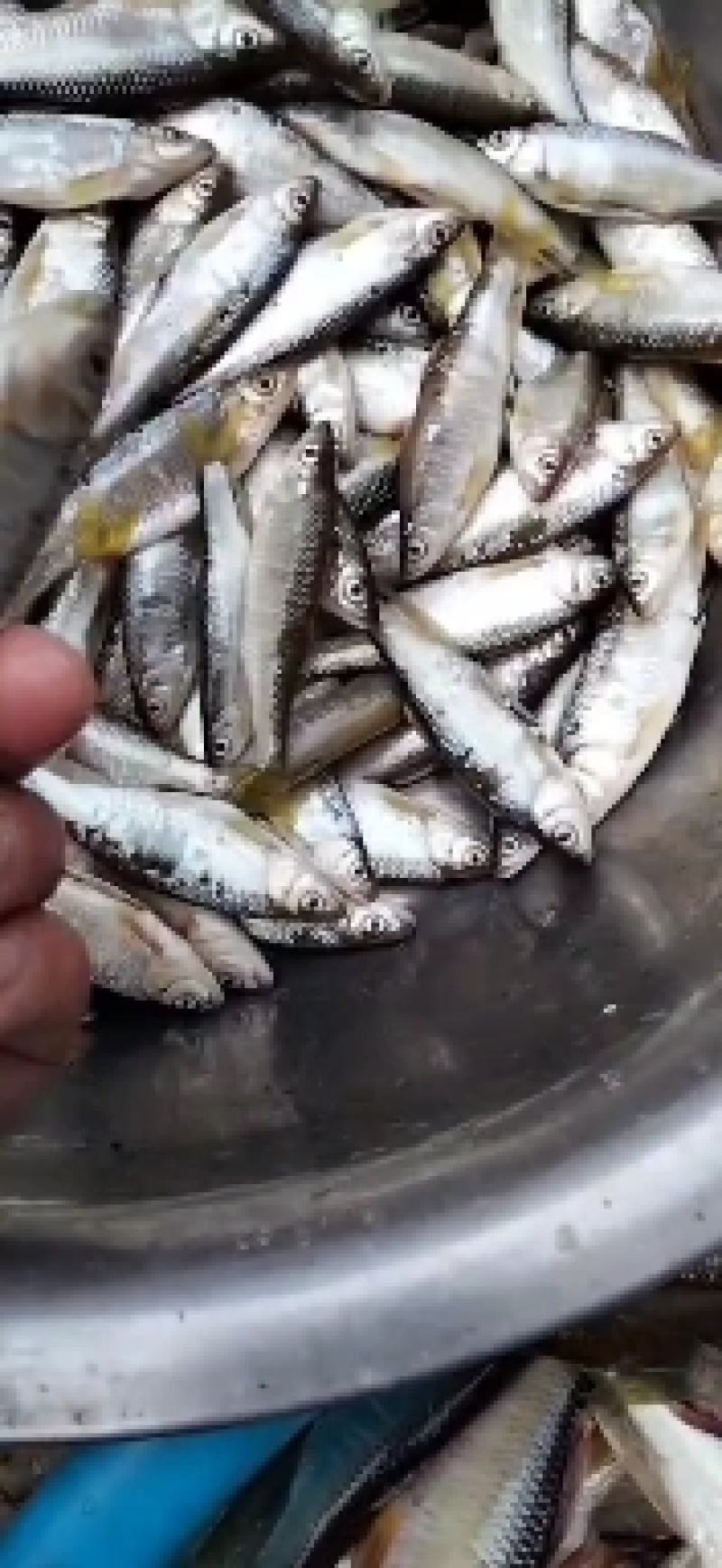 桃花，鱼