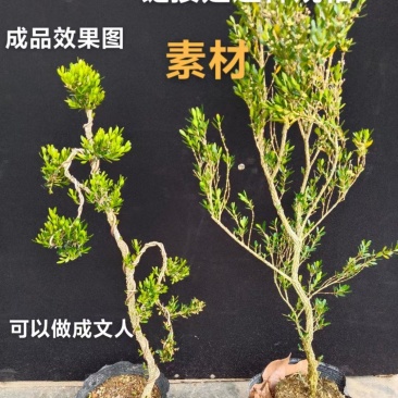 广东雀舌皱皮黄杨地苗素材50高左右