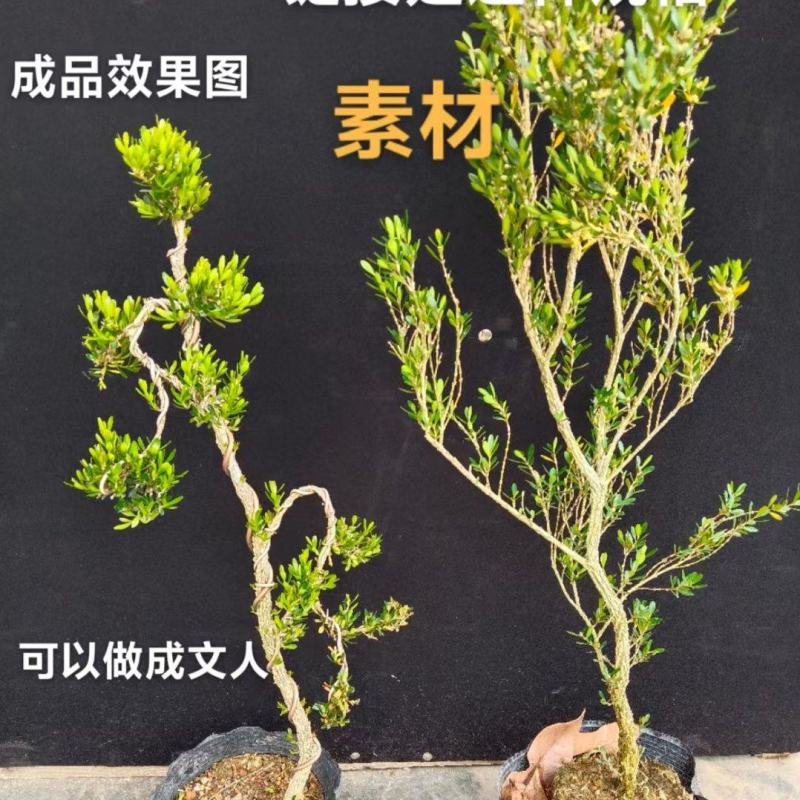 广东雀舌皱皮黄杨地苗素材50高左右