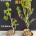 广东雀舌皱皮黄杨地苗素材50高左右