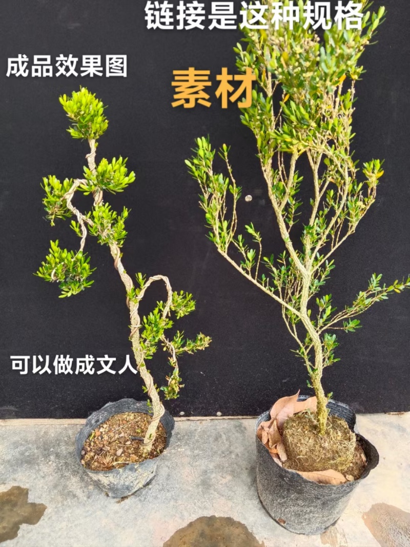 广东雀舌皱皮黄杨地苗素材50高左右