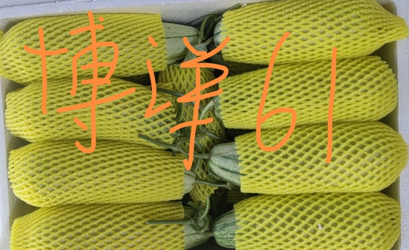 莘县博洋甜瓜博洋61大量成熟上市整车代收代发电商欢迎电联