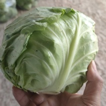 甘蓝