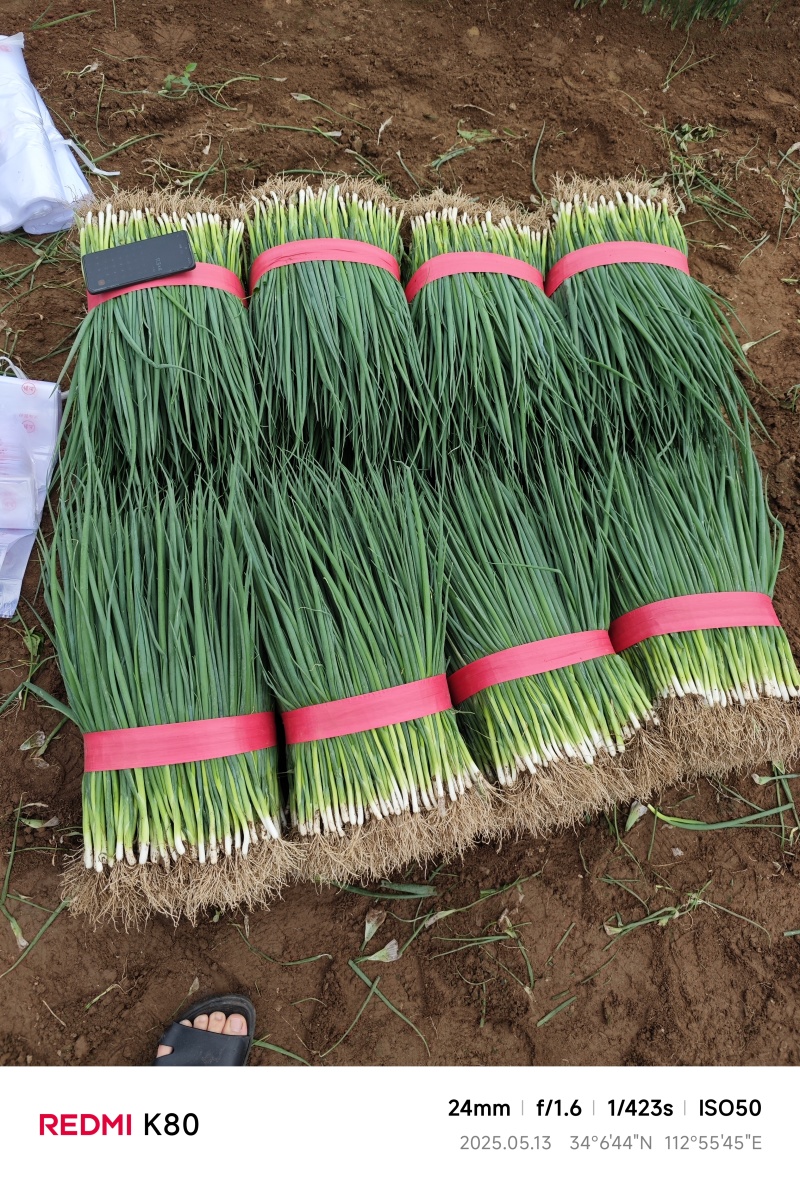 【力荐】精品小葱细叶小香葱全国可发万亩基地规格齐全
