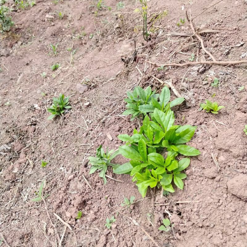 药食两用的野花地参