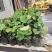 盆栽荷花一盆20支15块钱一盆合0.75一支