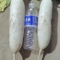 电商用的精品小萝卜，市场货，加工厂大量有货养殖场萝卜，