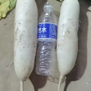 电商用的精品小萝卜，市场货，加工厂大量有货养殖场萝卜，